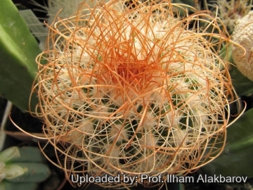 Parodia rubida