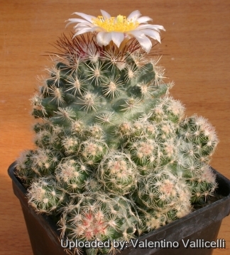 Clumping Form Pediocactus simpsonii cv. Clumping Form