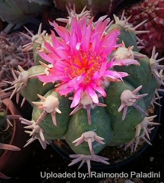 Echinocactus horizonthalonius cv. Sirotoge Suiheimaru