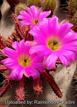 Echinocereus pentalophus subs. procumbens