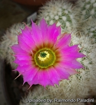 Echinocereus reichenbachii var. albispinus