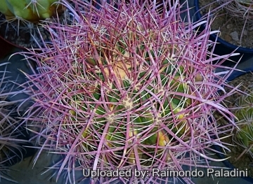Ferocactus cylindraceus subs. lecontei