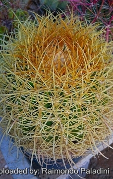 Ferocactus johnstonianus