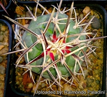 Coryphantha poselgeriana var. valida