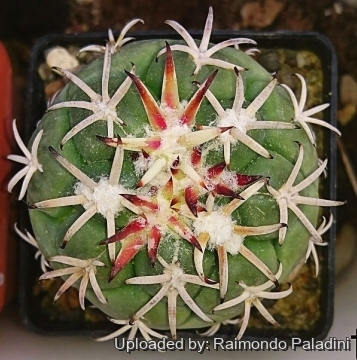 Coryphantha poselgeriana var. valida