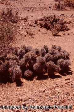 Tephrocactus alexanderi var. bruchii