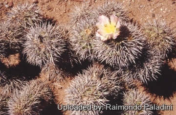 Tephrocactus alexanderi var. bruchii