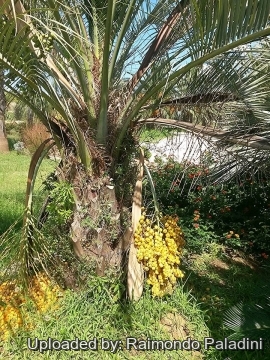 Butia capitata