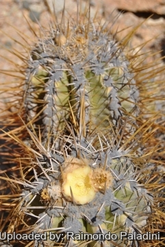 Copiapoa solaris