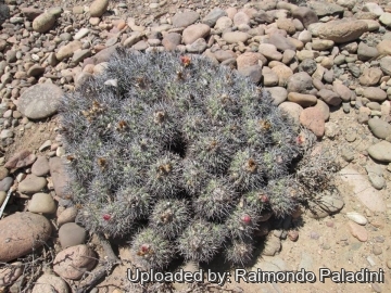 Copiapoa coquimbana vallenarensis