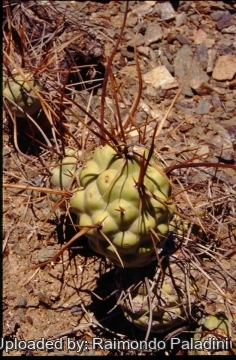 Tephrocactus aoracanthus