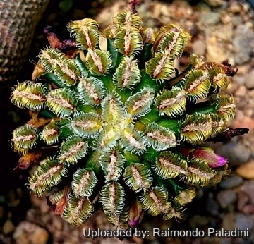Mammillaria bertholdii