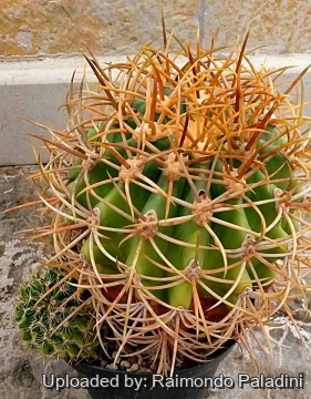 Ferocactus diguetii subs. carmenensis