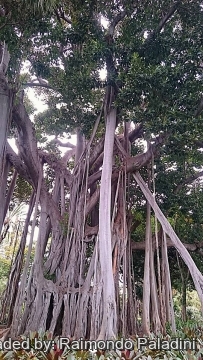 Ficus macrophylla