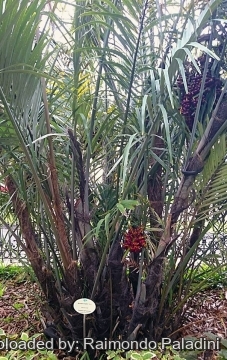 Arenga engleri
