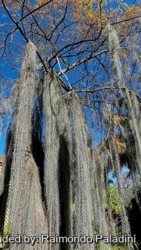Tillandsia usneoides