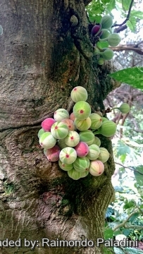 Ficus aspera f. parcellii