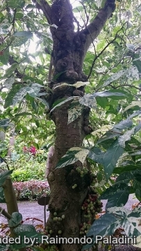 Ficus aspera f. parcellii