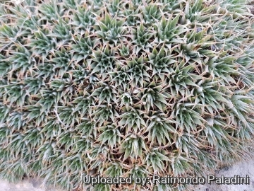 Deuterocohnia brevifolia