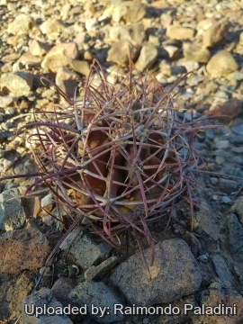 Ferocactus emoryi