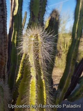 Pachycereus schottii