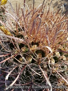 Ferocactus wislizeni subs. ajoensis