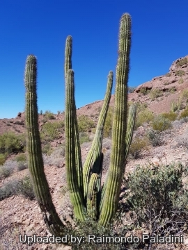 Stenocereus thurberi