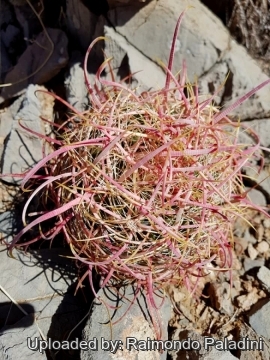 Ferocactus cylindraceus subs. lecontei