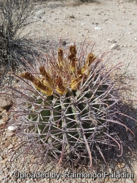 Ferocactus emoryi