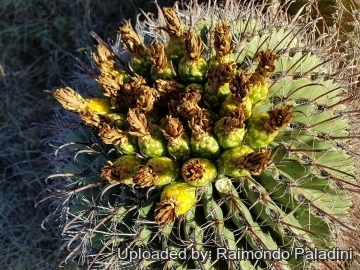 Ferocactus wislizeni