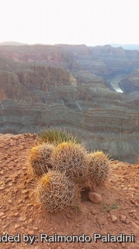 Echinocactus polycephalus subs. xeranthemoides