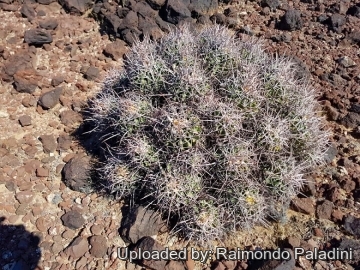 Echinocactus polycephalus