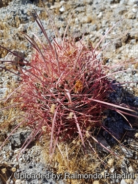 Ferocactus acanthodes
