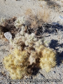 Cylindropuntia echinocarpa