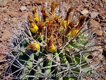 Ferocactus emoryi