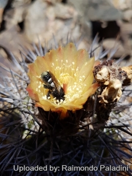 Copiapoa desertorum var. rupestris