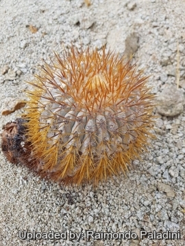 Copiapoa goldii