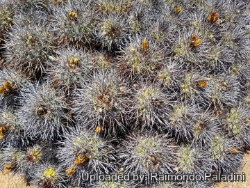 Copiapoa desertorum