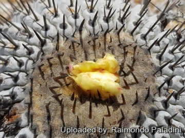 Copiapoa cinerea subs. columna-alba