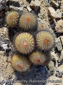Copiapoa serpentisulcata