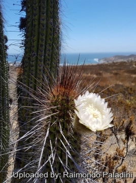 Eulychnia breviflora
