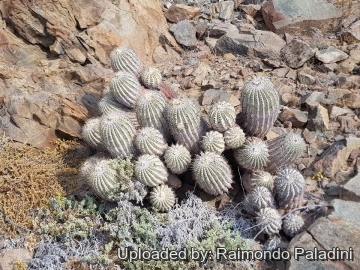 Copiapoa cinerea var. albispina