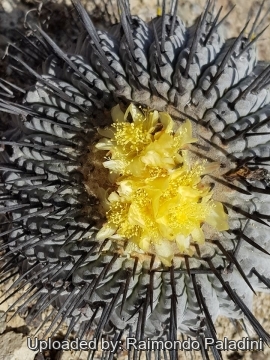 Copiapoa cinerea