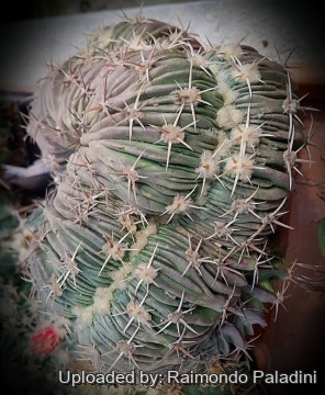 Echinocactus texensis f. cristata