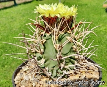 Astrophytum capricorne var. crassispinum cv. Taiho-gyoku