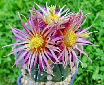 Astrophytum asterias cv. Showa Red