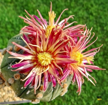 Astrophytum asterias cv. Showa Red