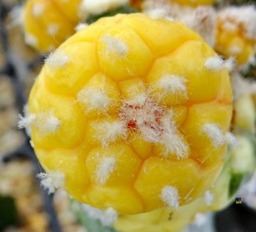 Astrophytum asterias cv. Kikko Nudum f. aurea