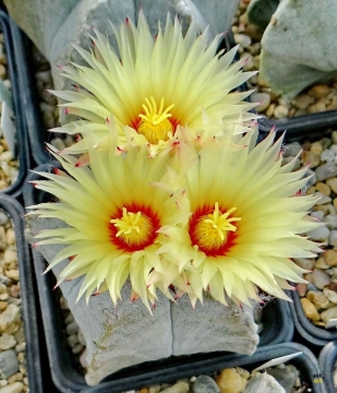 Astrophytum coahuilense
