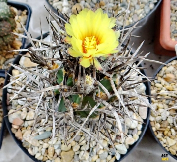 Astrophytum capricorne var. crassispinum